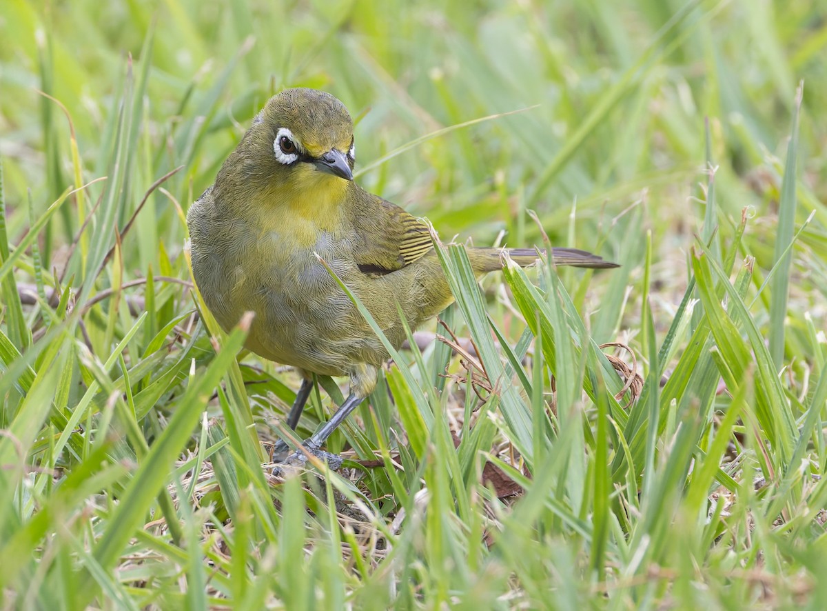 Cape White-eye - ML637983675