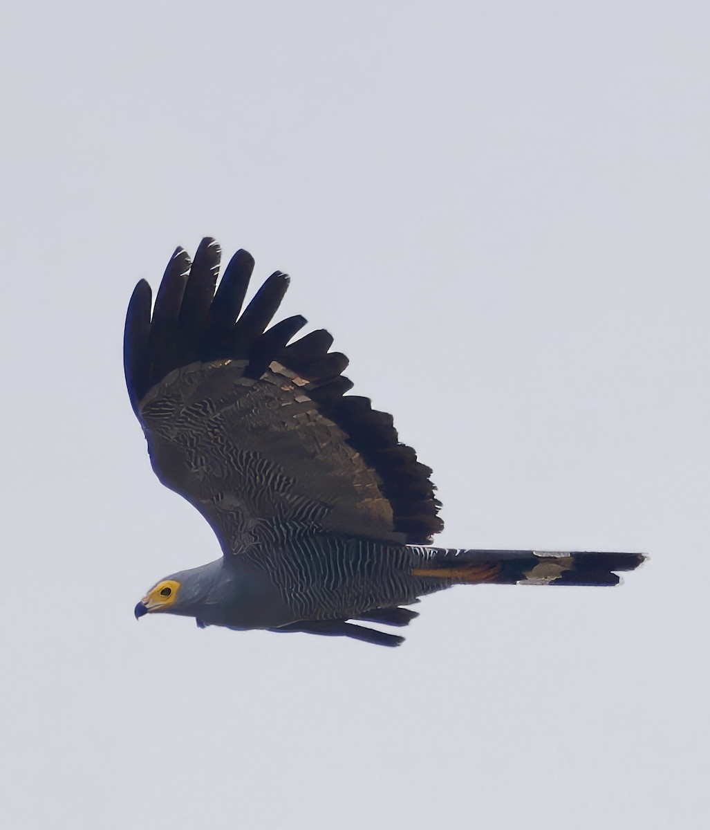 African Harrier-Hawk - ML637983682