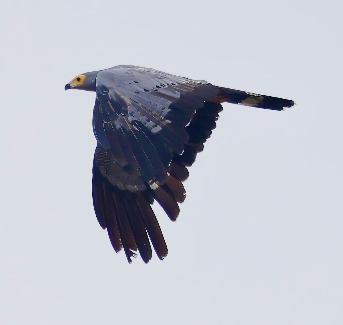 African Harrier-Hawk - ML637983683