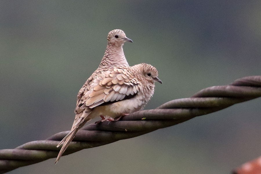 Scaled Dove - ML637983705
