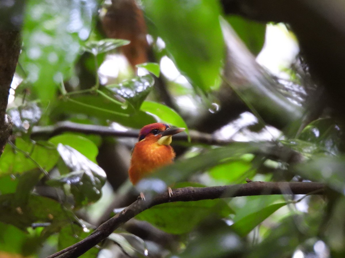 Black-backed Dwarf-Kingfisher - ML637983755