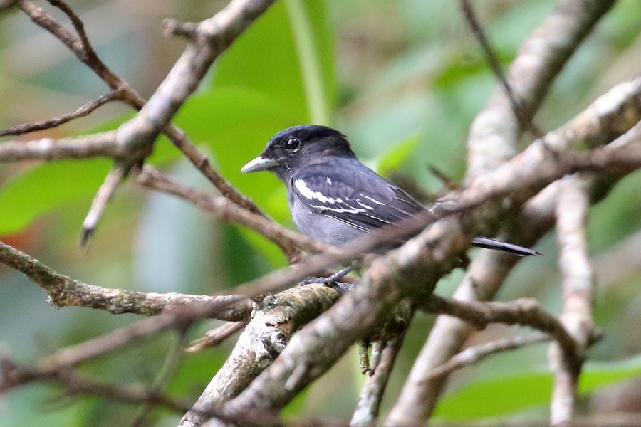 White-winged Becard - ML637983764