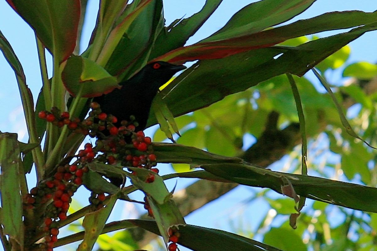Metallic Starling - ML637983776