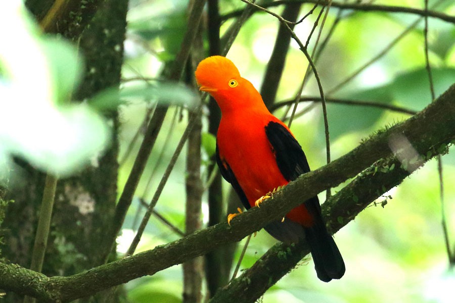 Andean Cock-of-the-rock - ML637983777