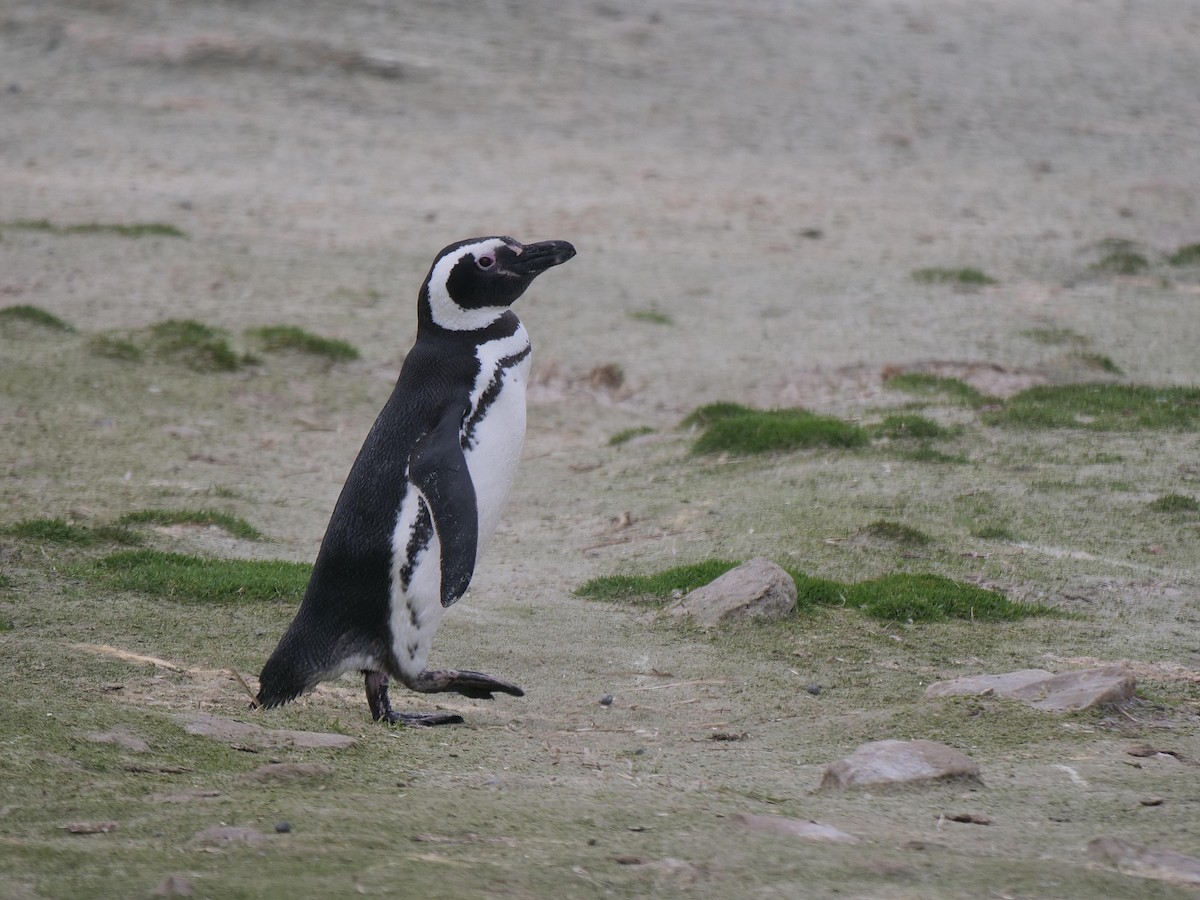 Magellanpinguin - ML637983811