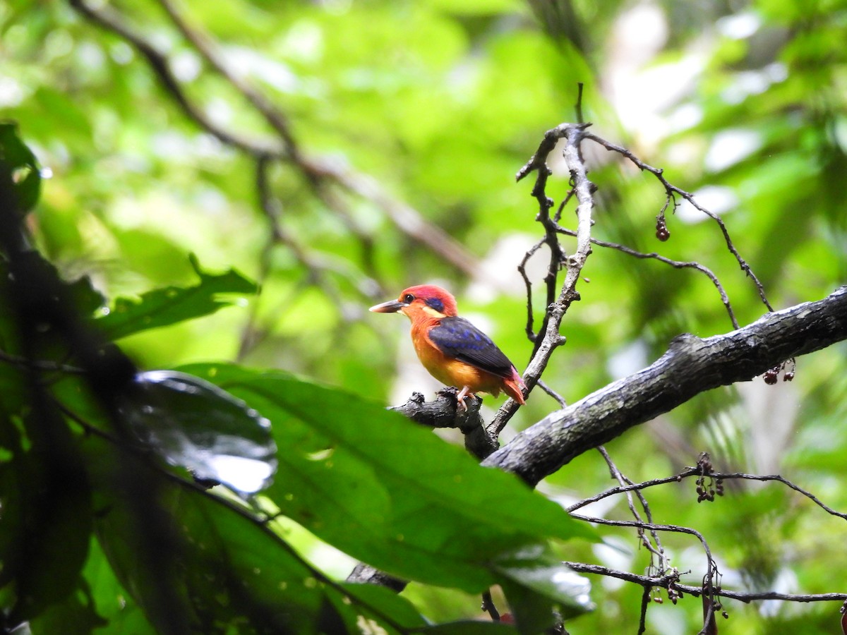 Black-backed Dwarf-Kingfisher - ML637983817