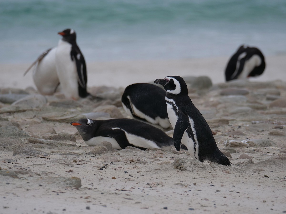Magellanpinguin - ML637983820