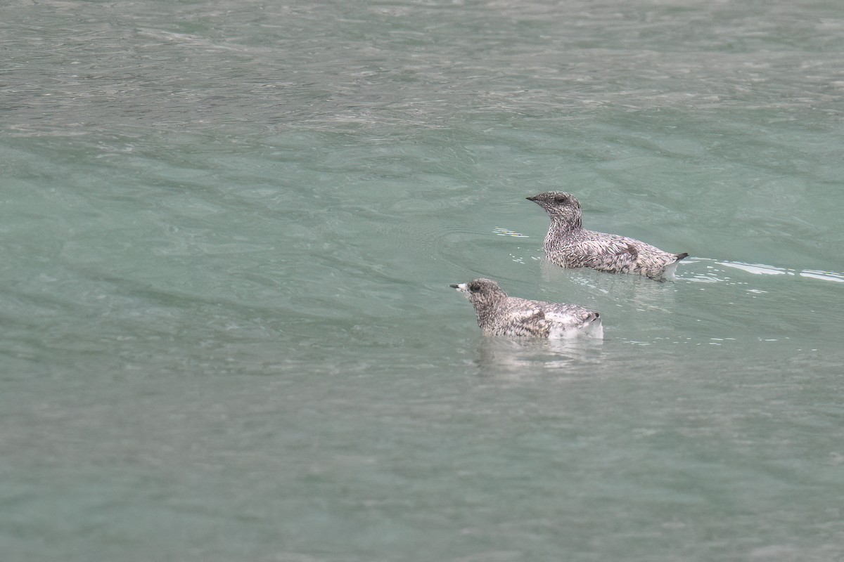 Kittlitz's Murrelet - ML637983822