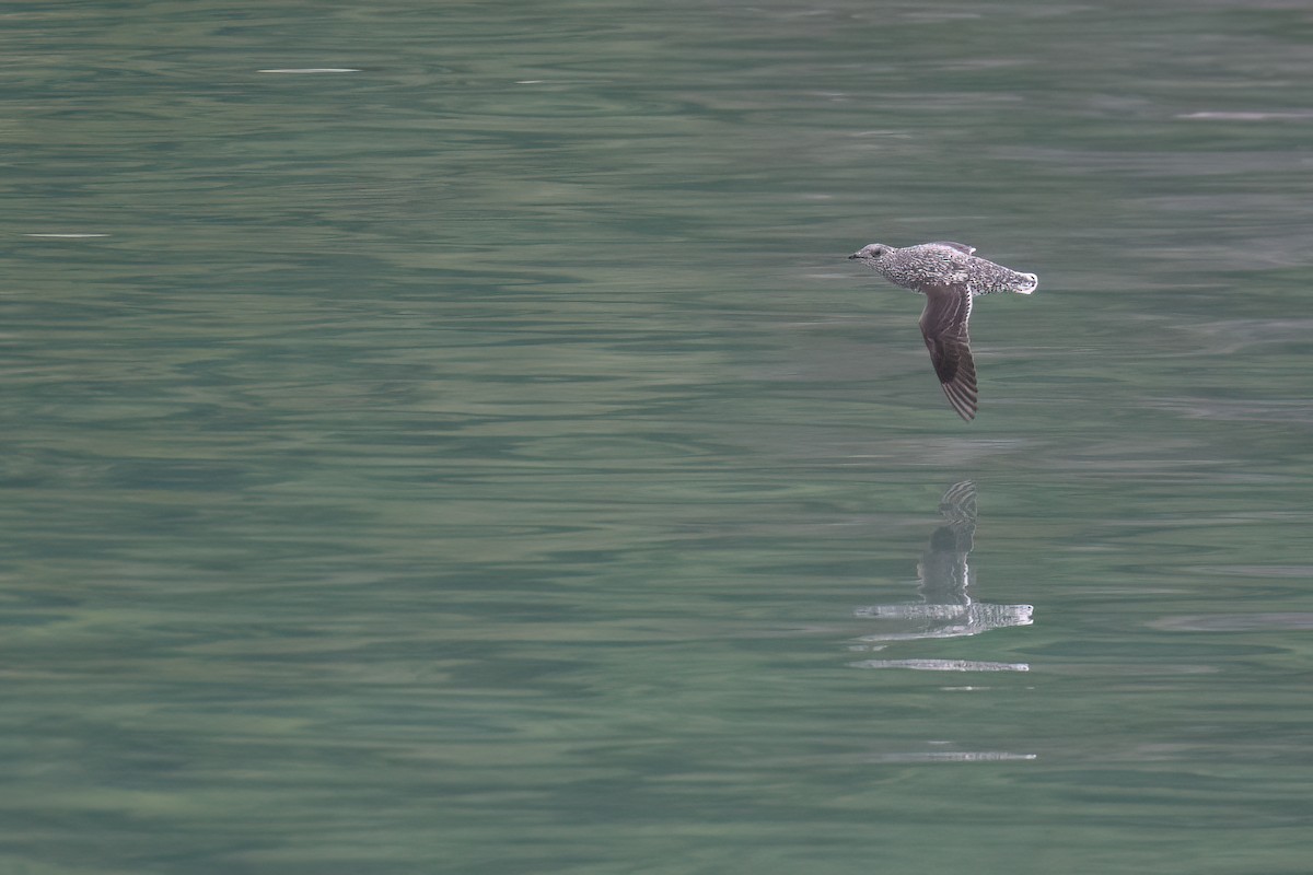 Kittlitz's Murrelet - ML637983823
