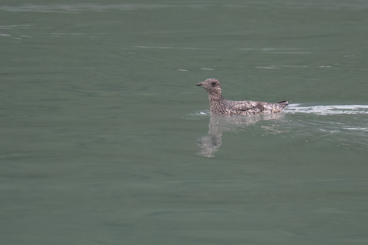 Kittlitz's Murrelet - ML637983824
