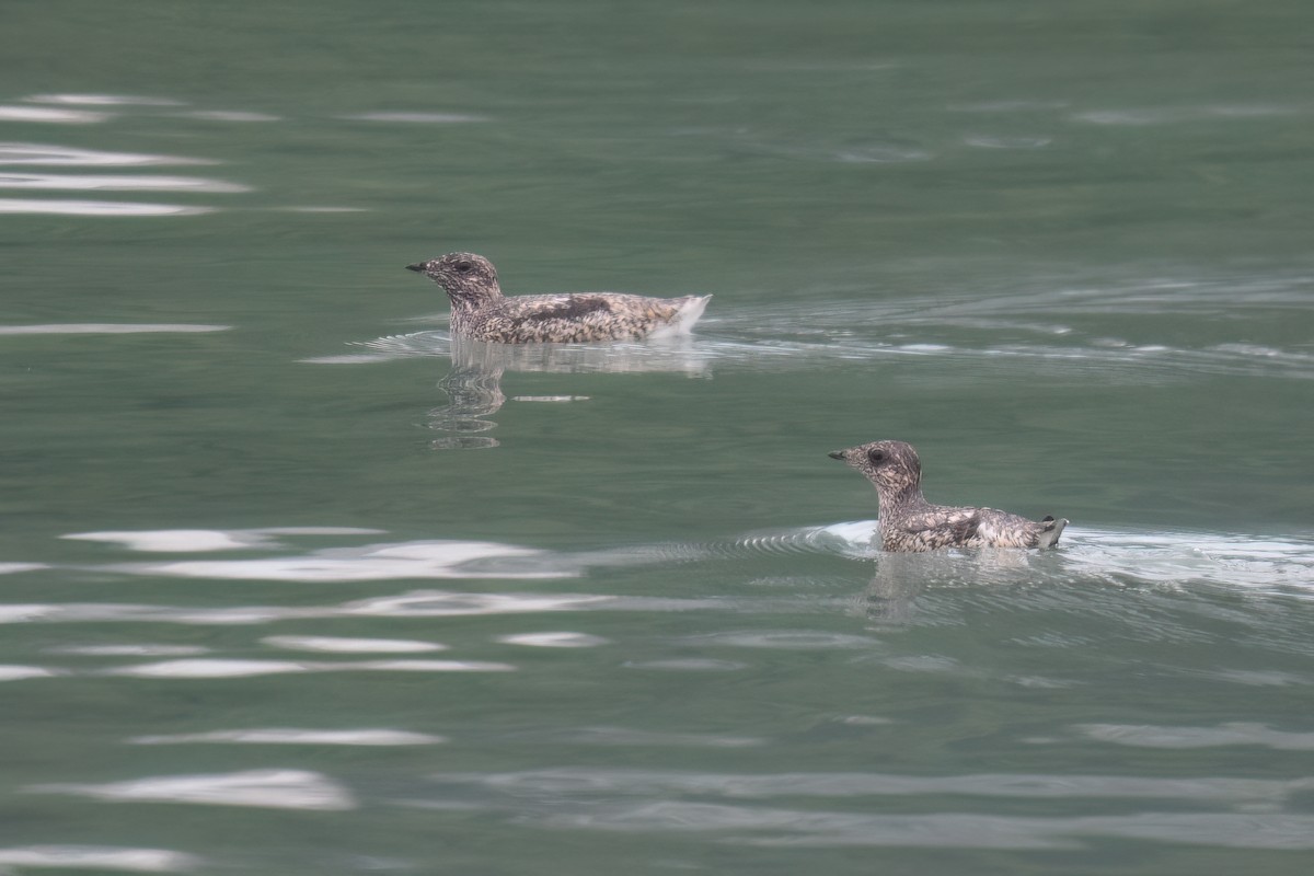 Kittlitz's Murrelet - ML637983825