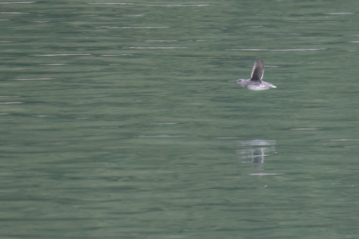 Kittlitz's Murrelet - ML637983826