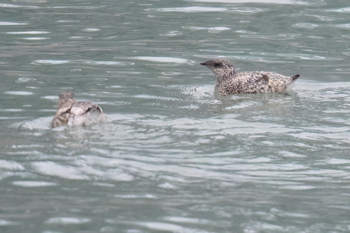 Kittlitz's Murrelet - ML637983827