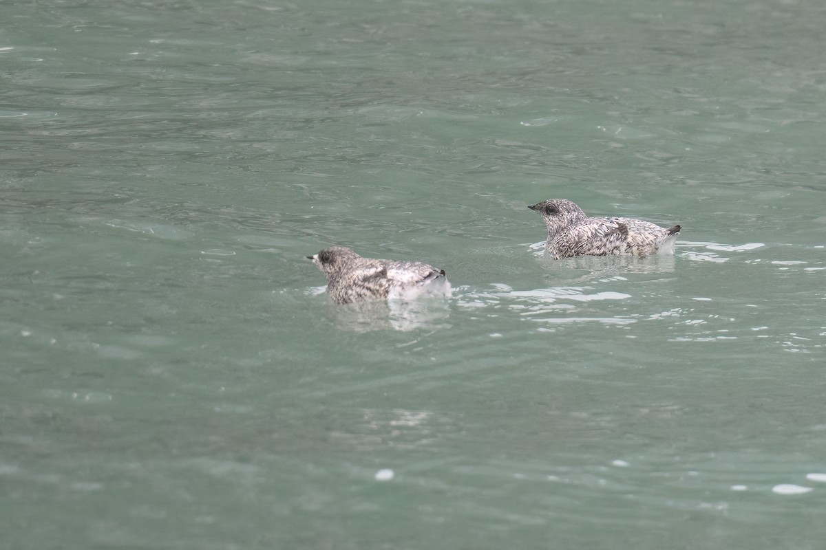 Kittlitz's Murrelet - ML637983829