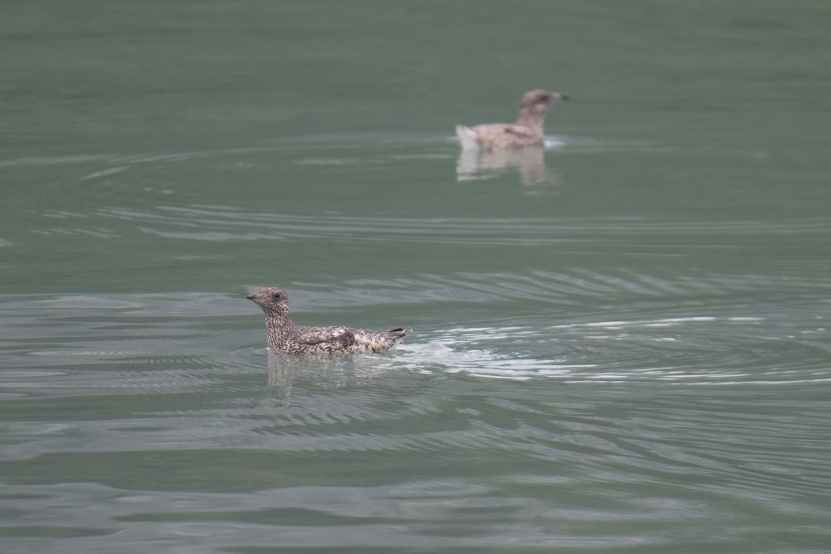 Kittlitz's Murrelet - ML637983830