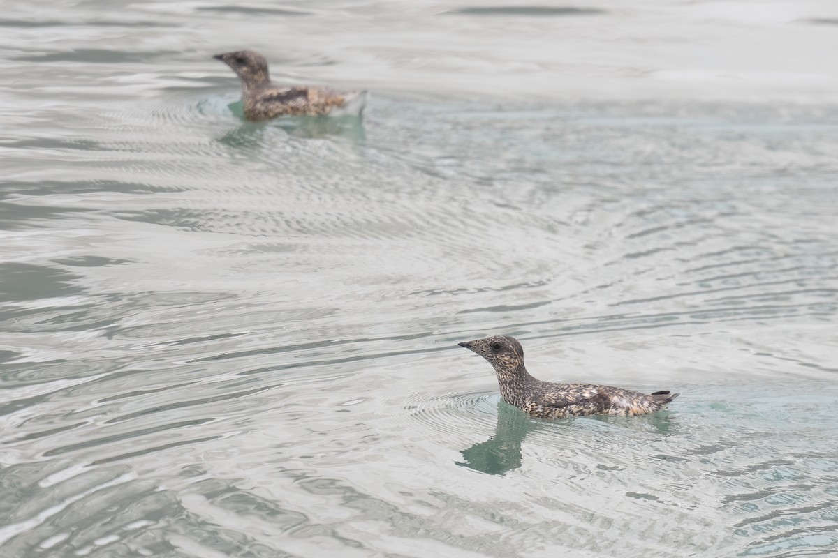 Kittlitz's Murrelet - ML637983831
