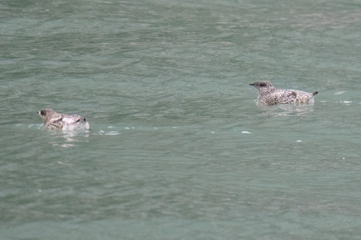 Kittlitz's Murrelet - ML637983832