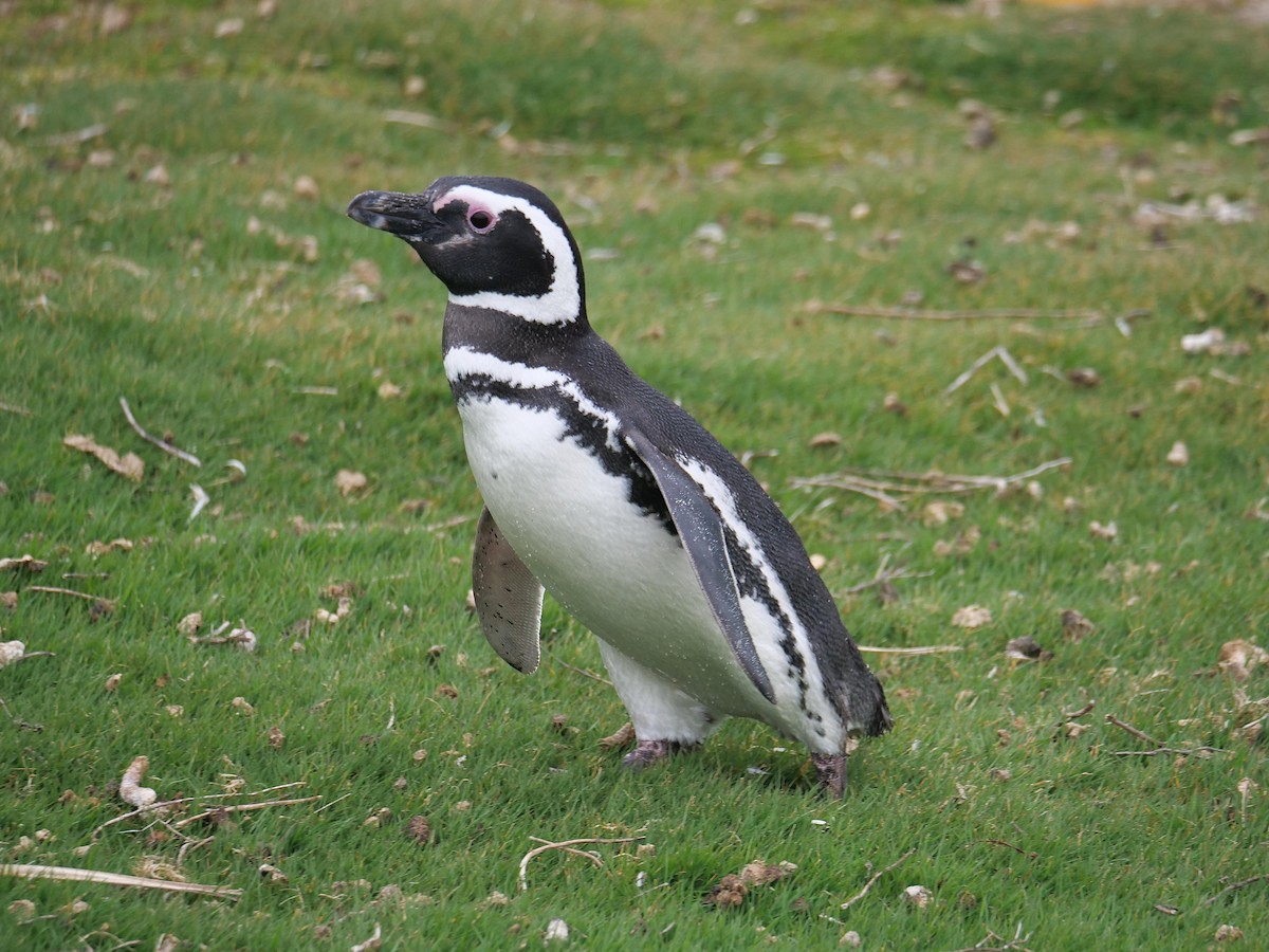 Magellanpinguin - ML637983836