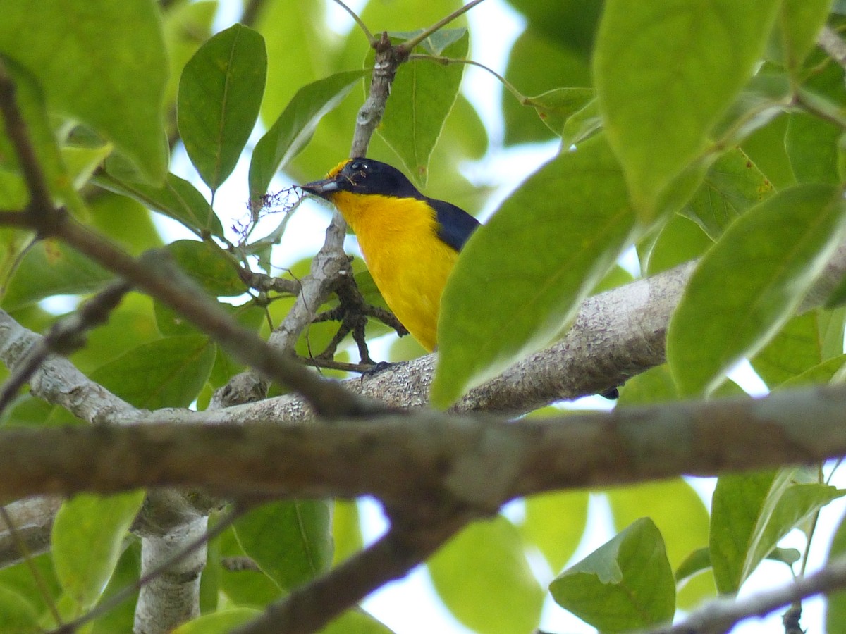 Violaceous Euphonia - ML637983839