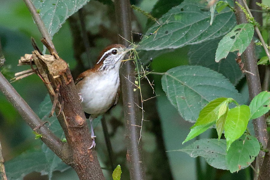 Rufous-and-white Wren - ML637983846