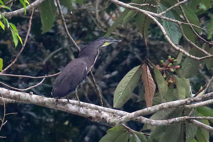 Fasciated Tiger-Heron - ML637983851