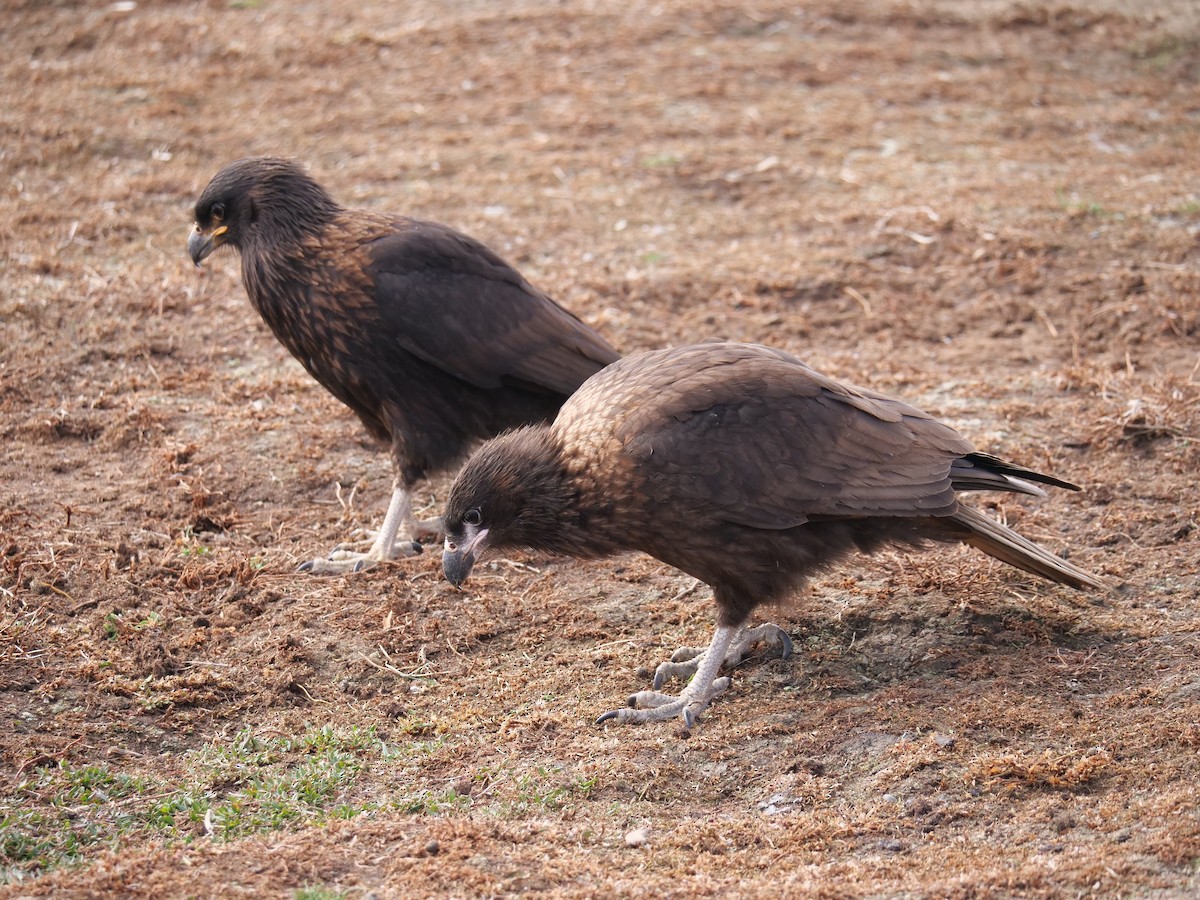 Striated Caracara - ML637983874