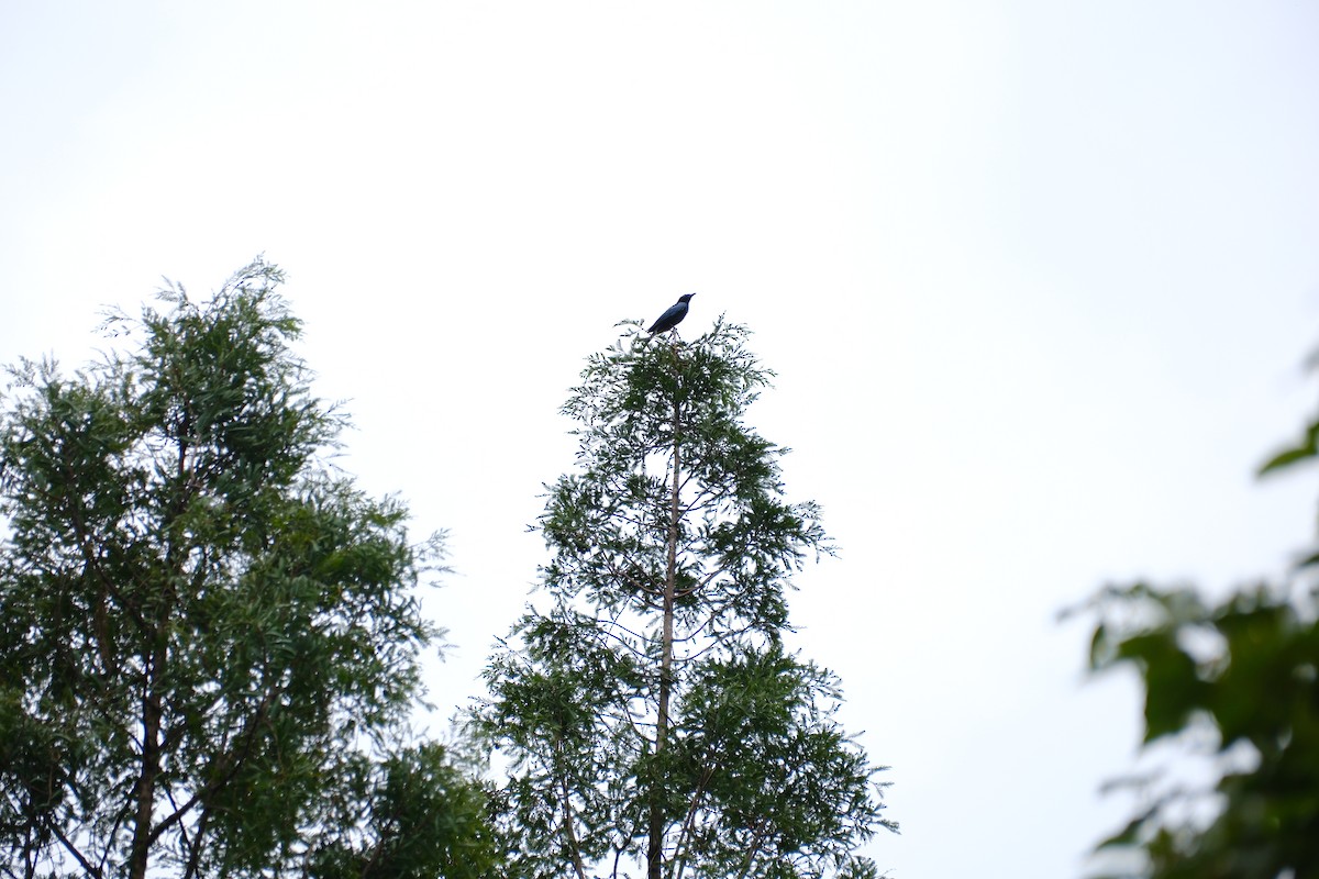 Hair-crested Drongo - ML637983875