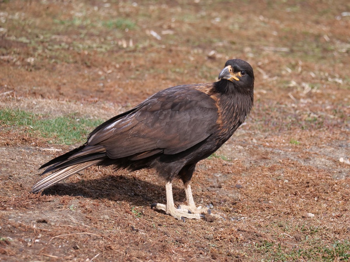 Striated Caracara - ML637983880