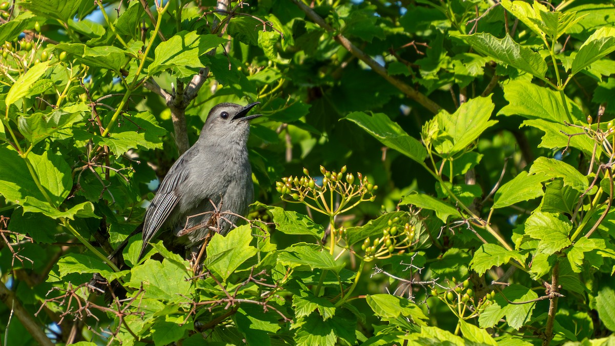 Gray Catbird - ML637983901