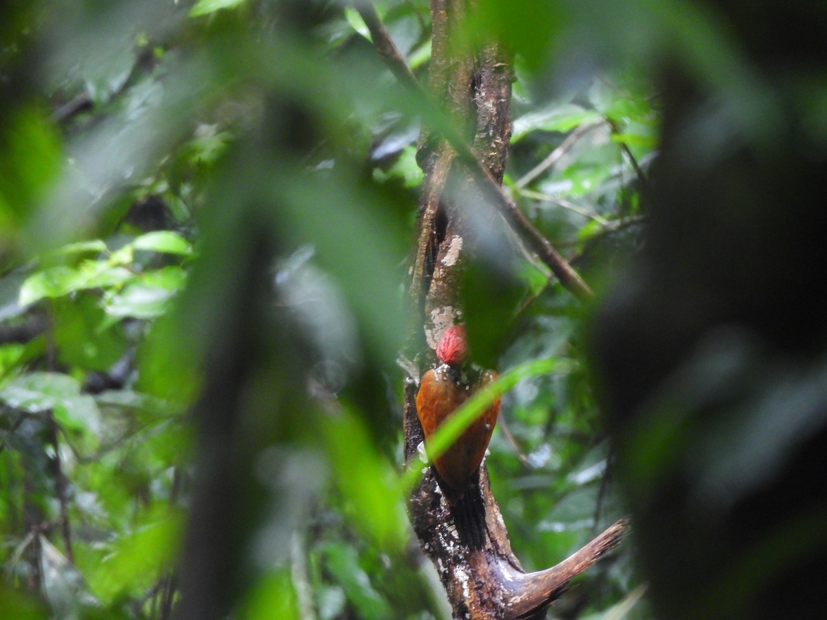 Malabar Flameback - ML637983905