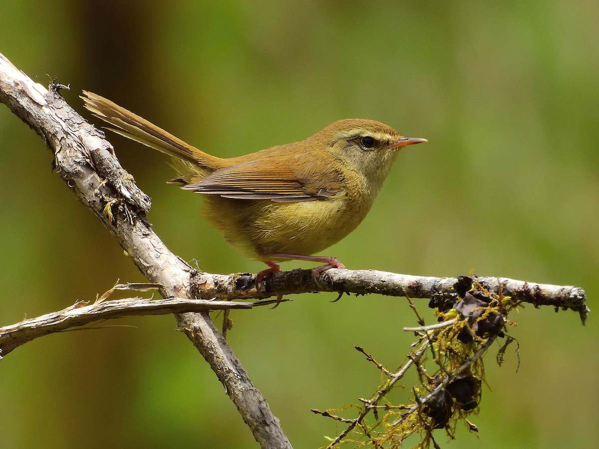 Yellowish-bellied Bush Warbler - ML637983980