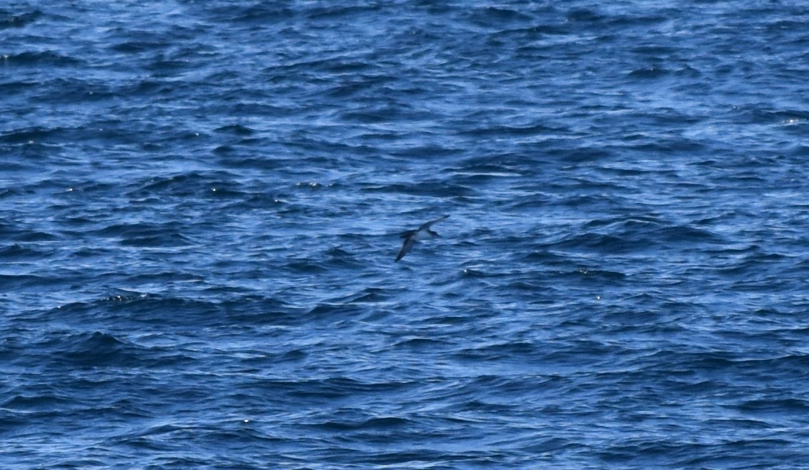 Black-vented Shearwater - ML637983991