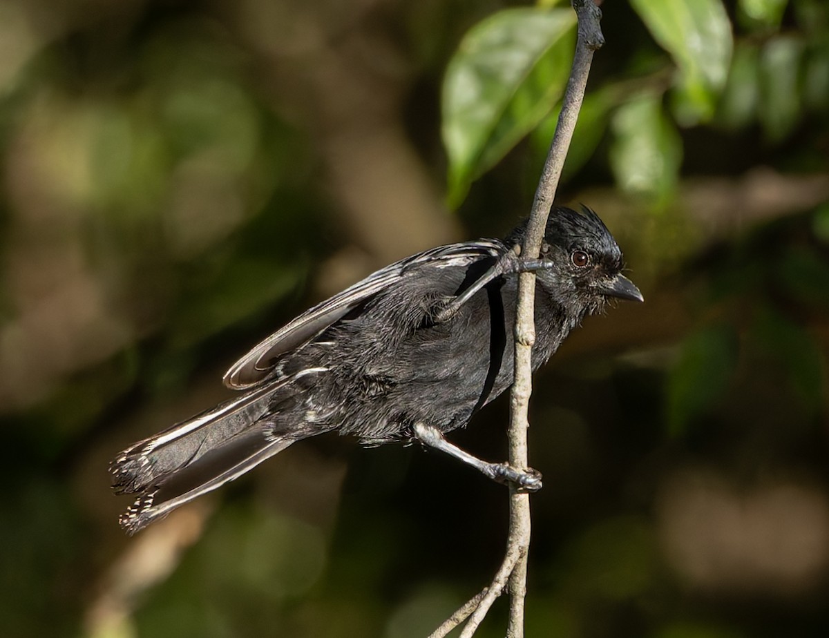 Southern Black-Tit - ML637984111