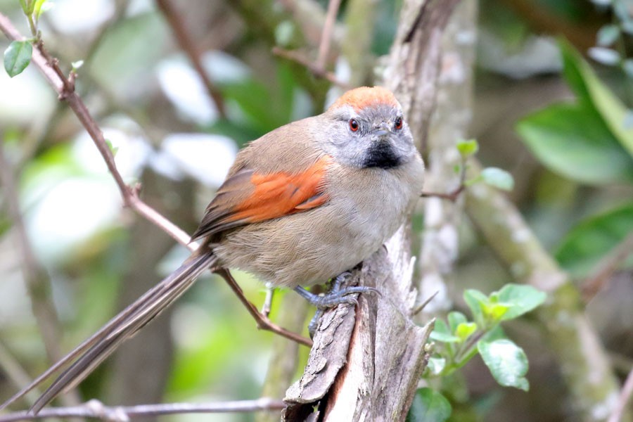 Silvery-throated Spinetail - ML637984125