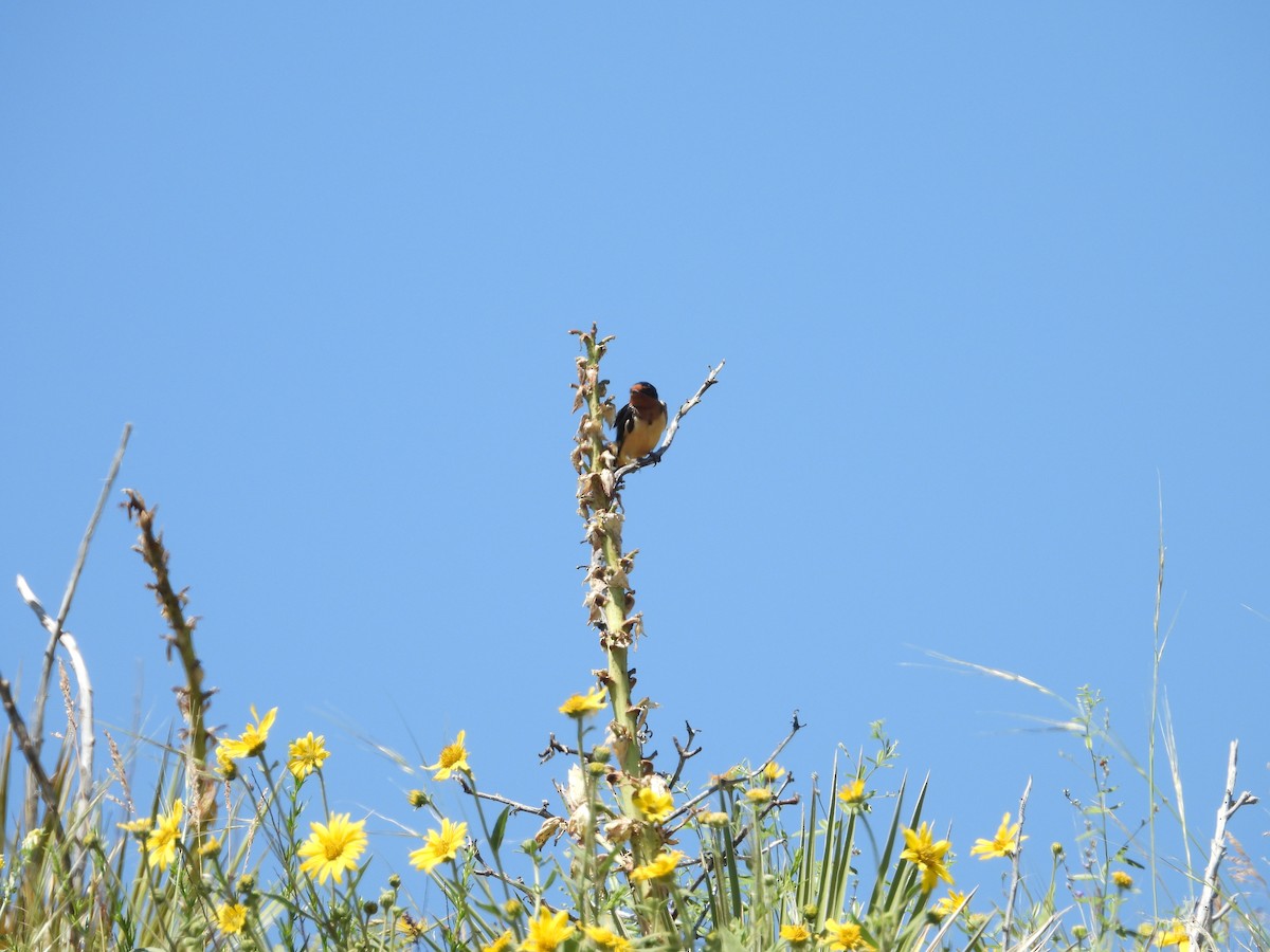 Barn Swallow - ML637984142