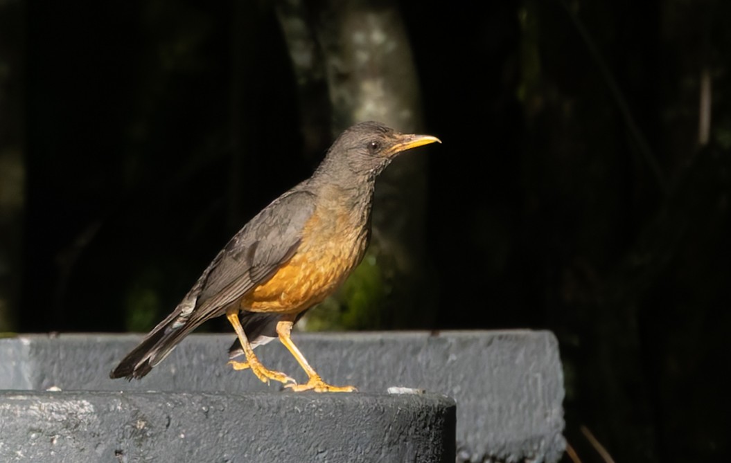 Olive Thrush - ML637984143