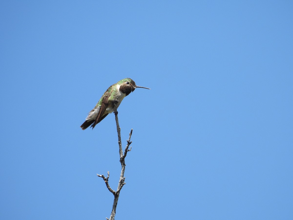 Broad-tailed Hummingbird - ML637984153