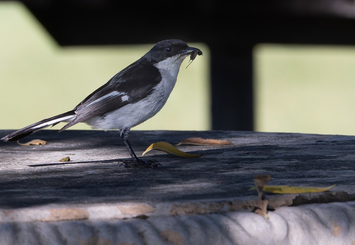 Fiscal Flycatcher - ML637984158