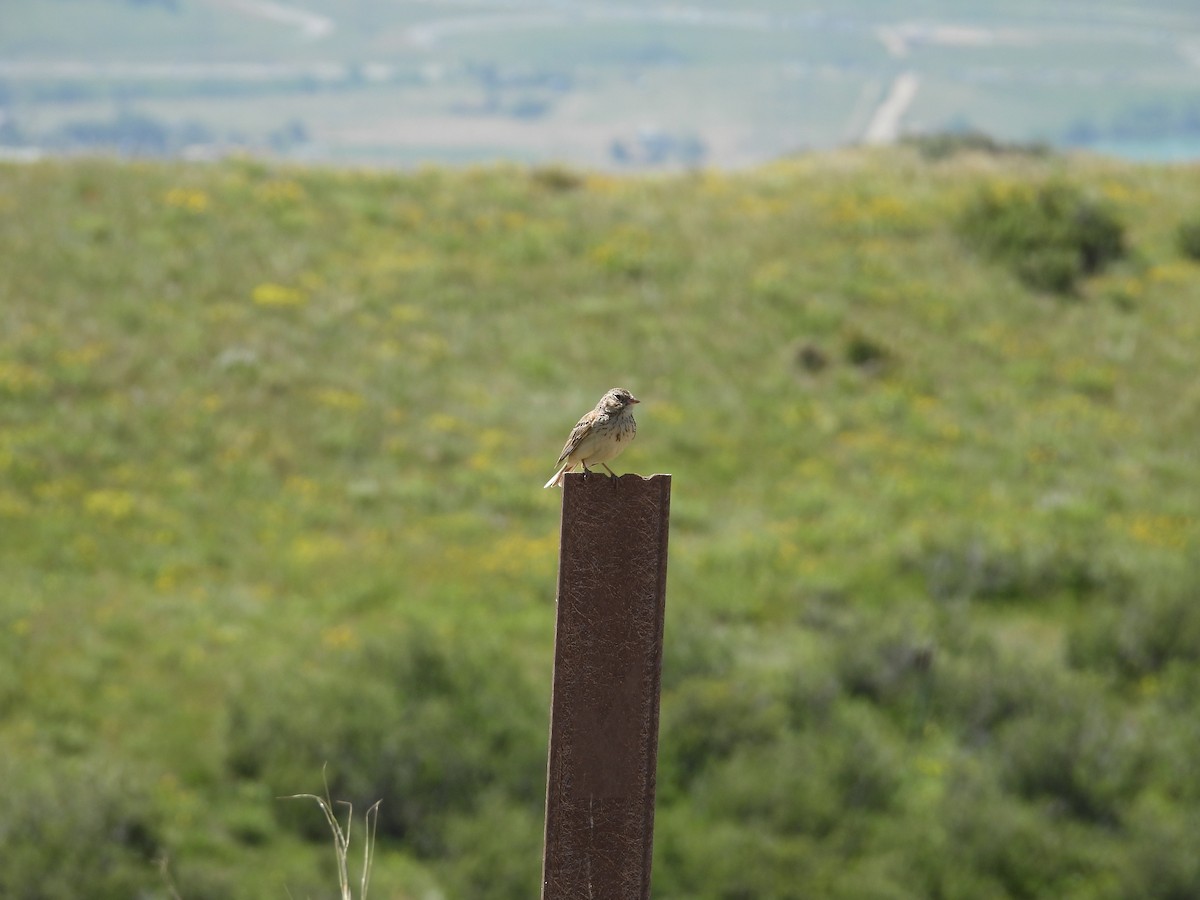 Vesper Sparrow - ML637984170