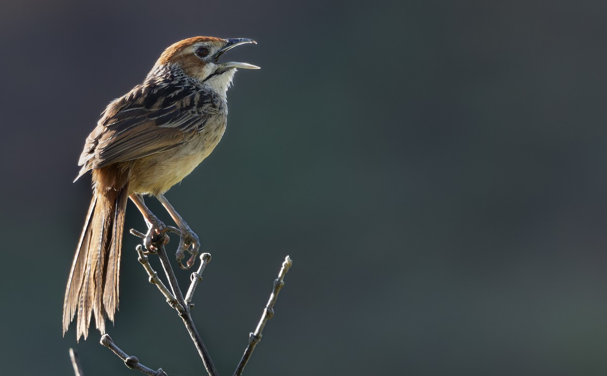 Cape Grassbird - ML637984179