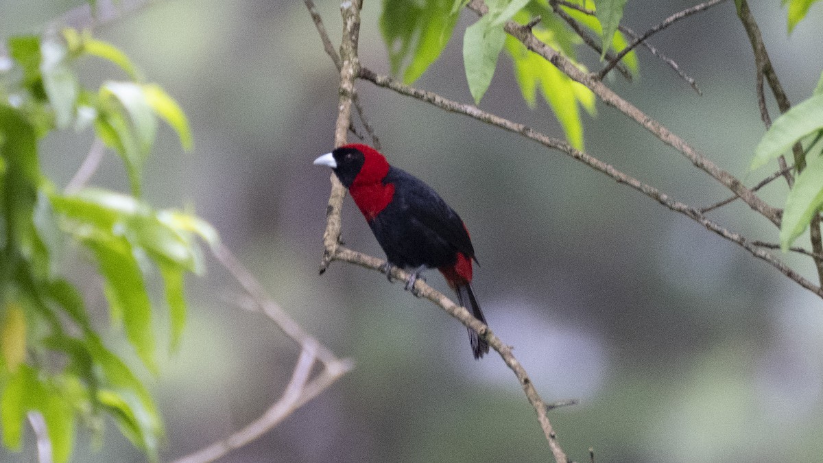 Crimson-collared Tanager - ML637984181