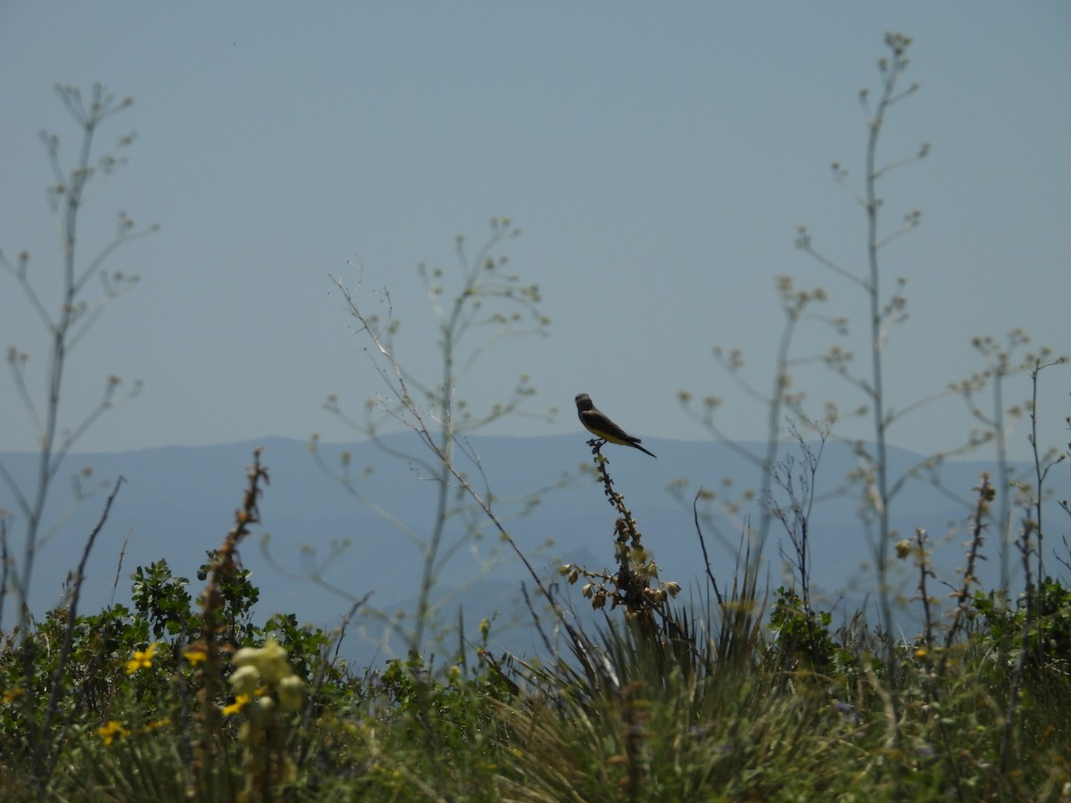 Western Kingbird - ML637984183