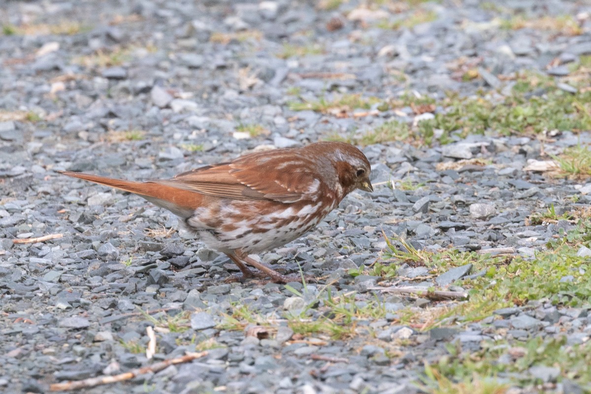 strnadec kaštanový (ssp. iliaca/zaboria) - ML637984248