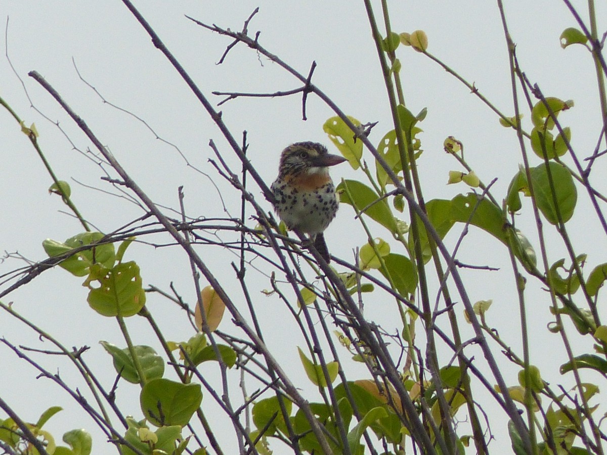 Spot-backed Puffbird - ML637984348