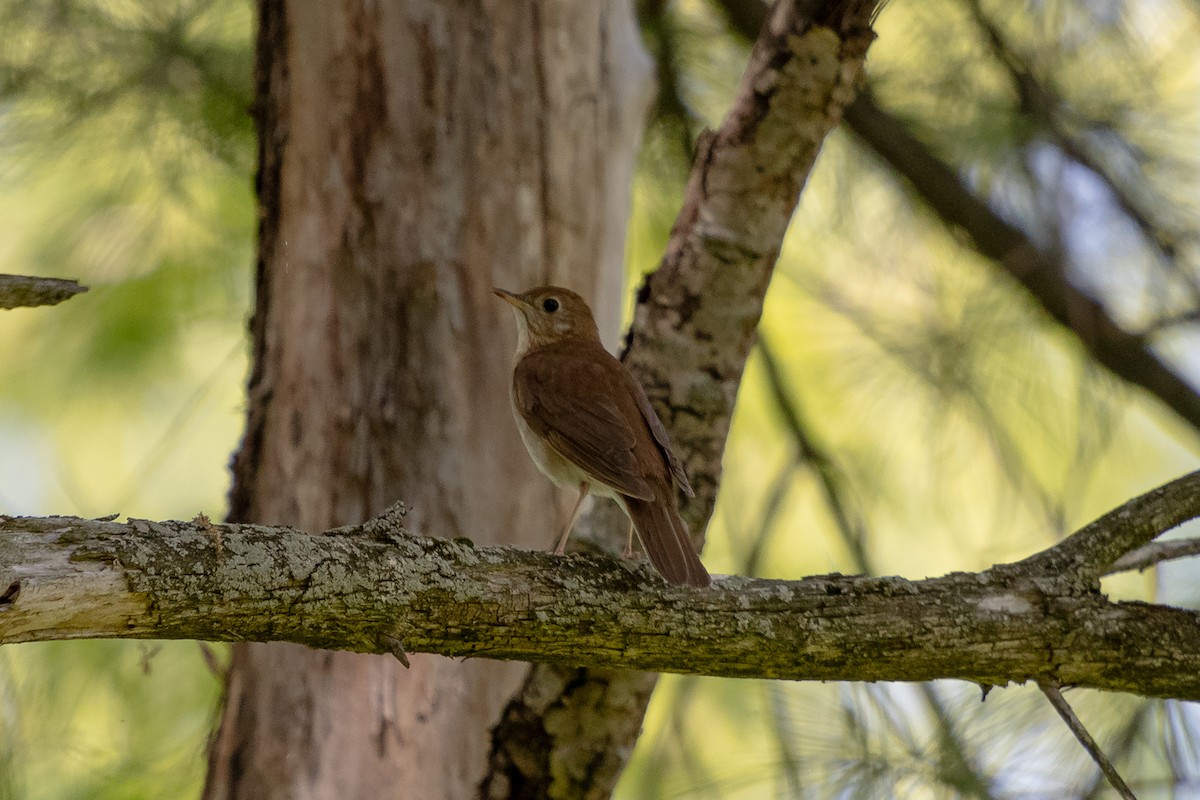 Veery - ML637984363