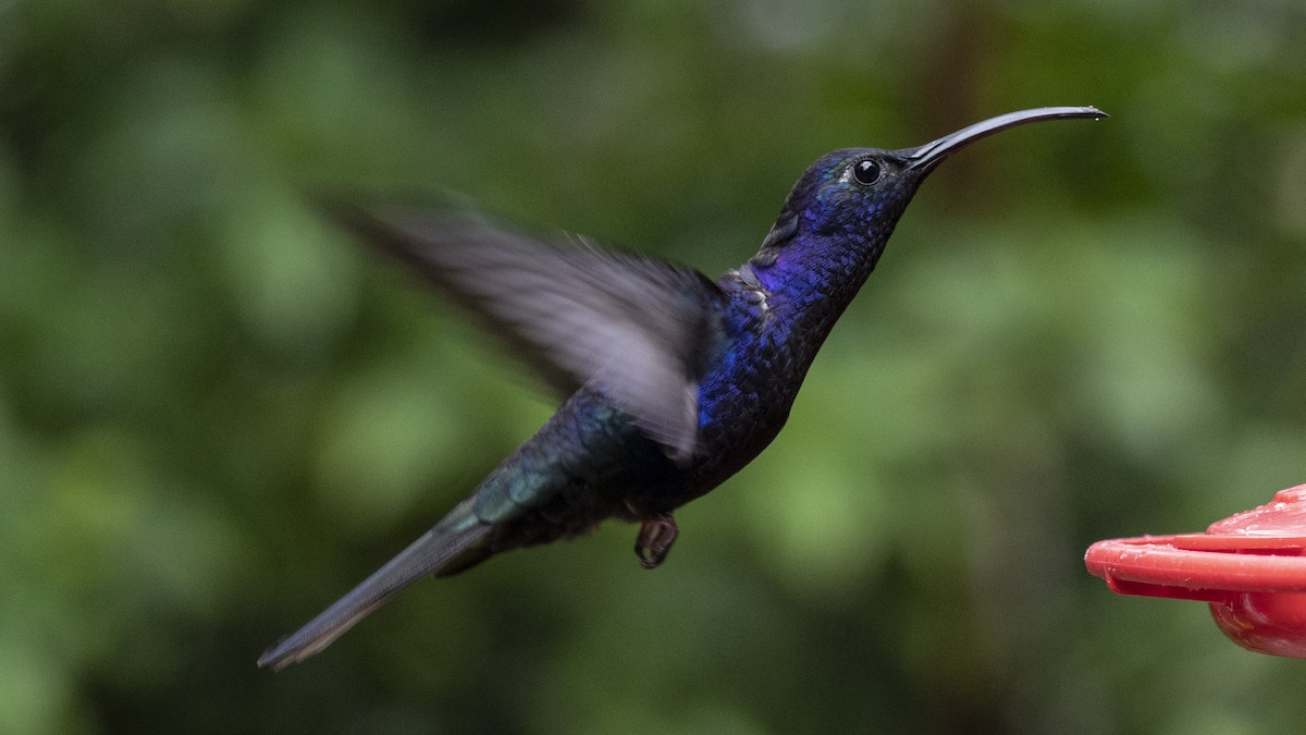 Violet Sabrewing - ML637984376