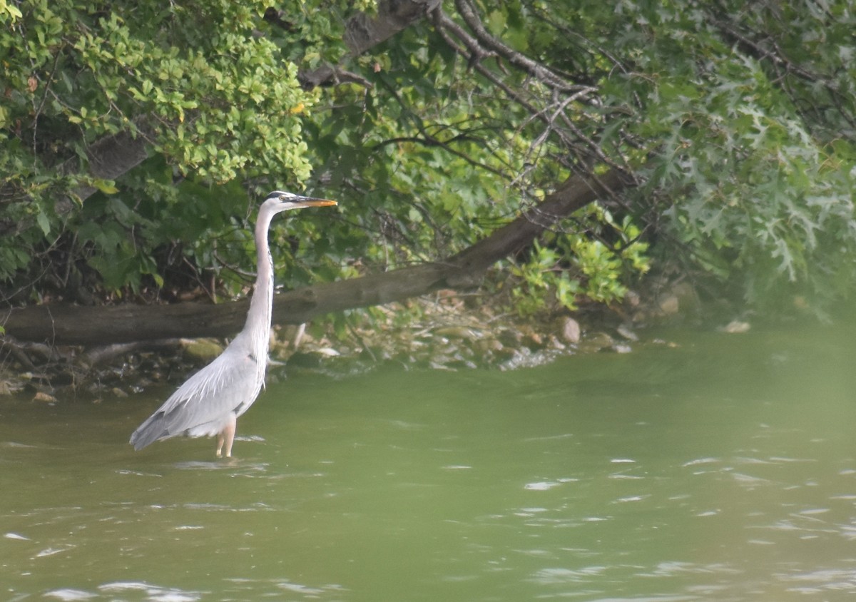 Great Blue Heron (Great Blue) - ML637984379