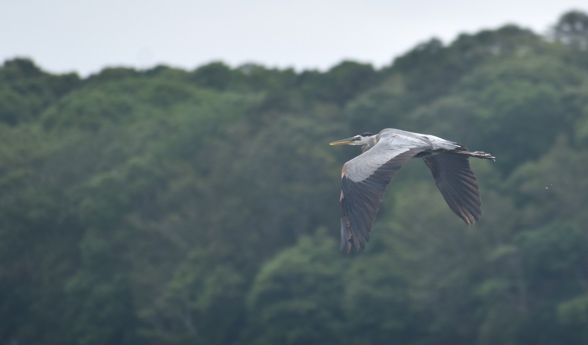 Great Blue Heron (Great Blue) - ML637984380