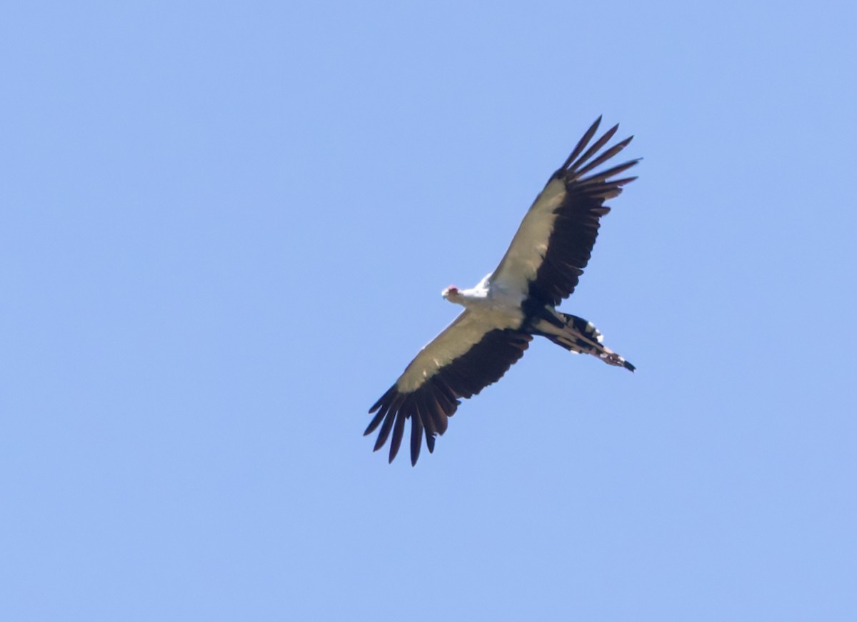 Secretarybird - ML637984381