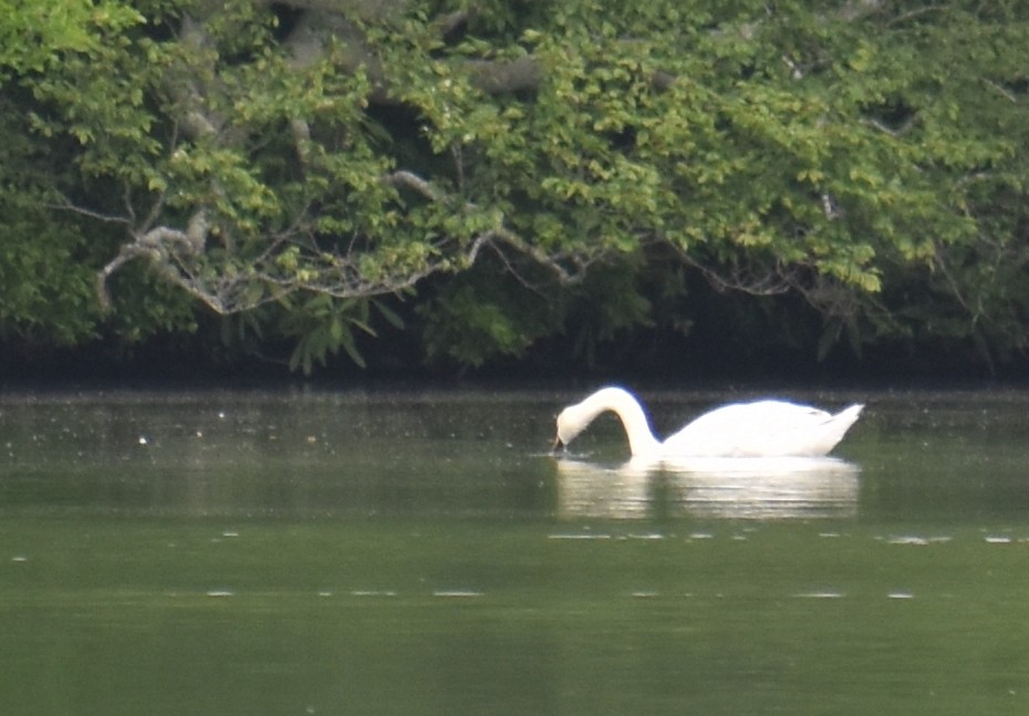 Mute Swan - ML637984386